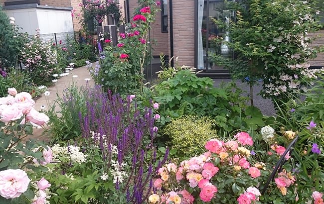 通路脇の花のアップ写真