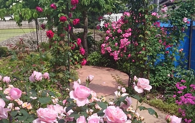 通路脇の花の写真